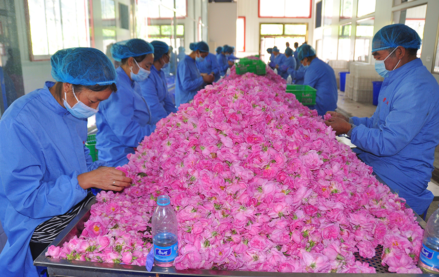 【砥礪奮進的五年】小金:下足“繡花”功夫 產業扶貧鋪就致富路