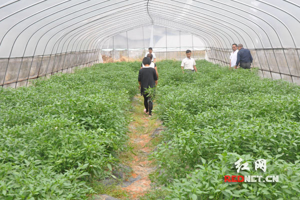 【網(wǎng)絡(luò)媒體走轉(zhuǎn)改】永順三家田村:小基金大作用 留下永不撤走的扶貧隊(duì)