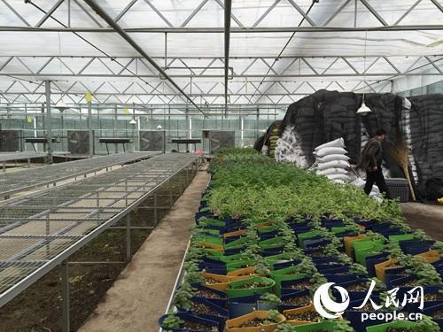 扶貧看貴州：一個大棚為何讓總書記停留20多分鐘？