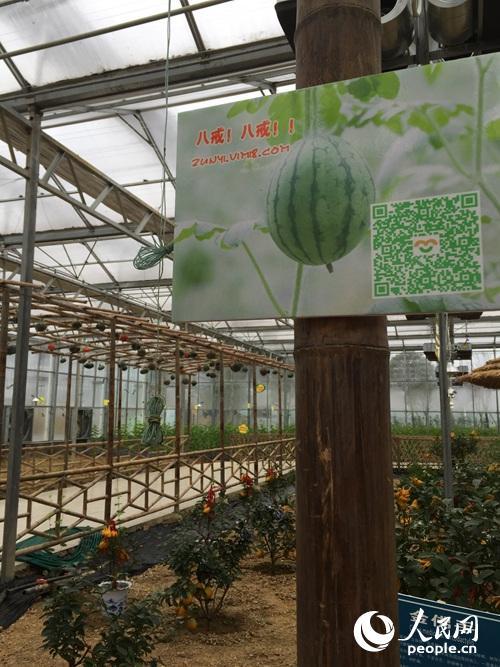 扶貧看貴州：一個大棚為何讓總書記停留20多分鐘？