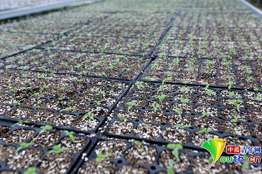 看花茂脫貧，習大大為何在這里找到了鄉愁