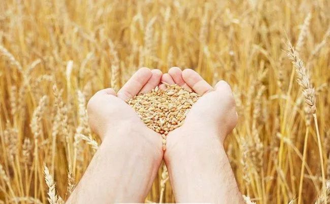 G20峰會前瞻 | 2050年全球人口新增20億,吃飯問題怎么辦?