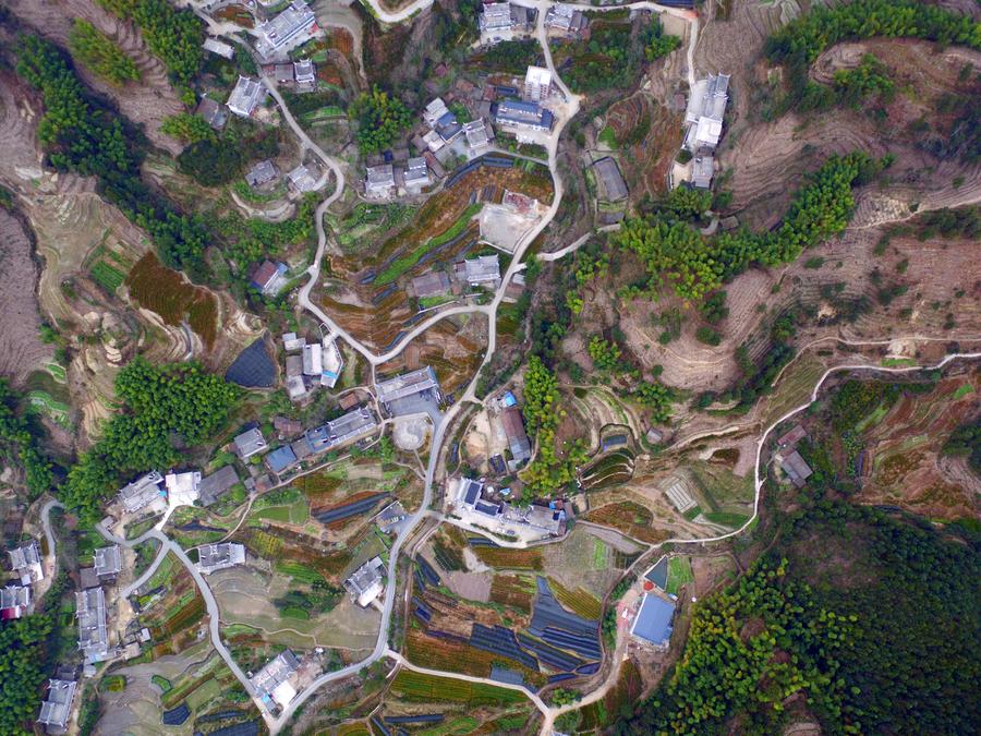 湖南桂東：紅豆杉培育使農戶走上致富路