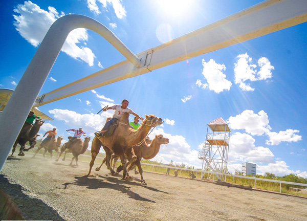 【新時代·幸福美麗新邊疆】從交通工具到渾身是寶 新疆駱駝走上產(chǎn)業(yè)發(fā)展之路