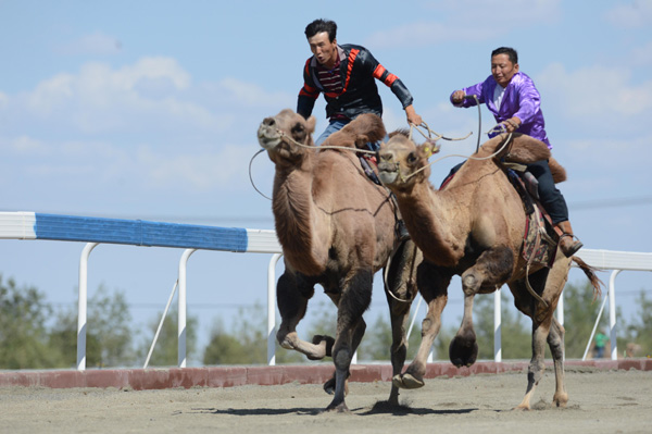 【新時代·幸福美麗新邊疆】從交通工具到渾身是寶 新疆駱駝走上產(chǎn)業(yè)發(fā)展之路