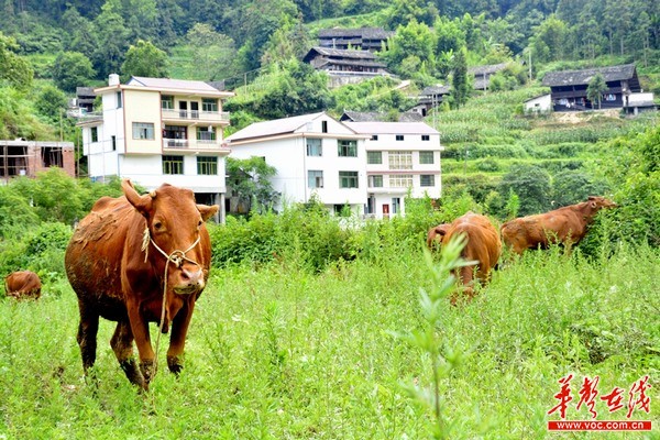 [湖南十大農業品牌]新晃黃牛：如何真正“牛”起來?