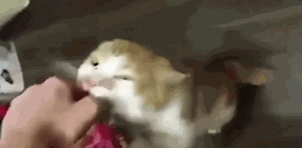 放開我的面包！“執著”小貓網絡走紅（圖）