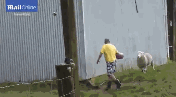 別以為我溫柔！憤怒綿羊沖向農民一幕