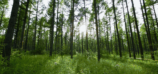 綠水青山就是金山銀山,美麗中國正在我們眼前展現丨艾瑞克跑十九大