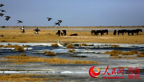 青海“十三五”建議：走綠色循環(huán)低碳發(fā)展之路 構筑生態(tài)安全屏障