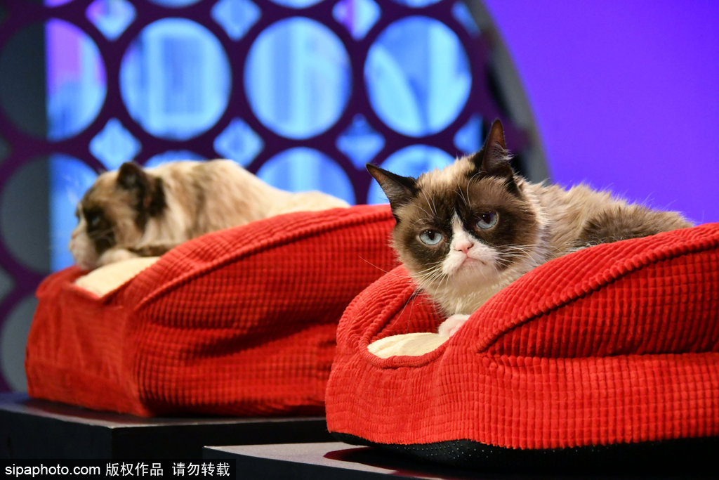 倫敦：著名“不爽貓”蠟像亮相杜莎館 與本尊合影傻傻分不清楚