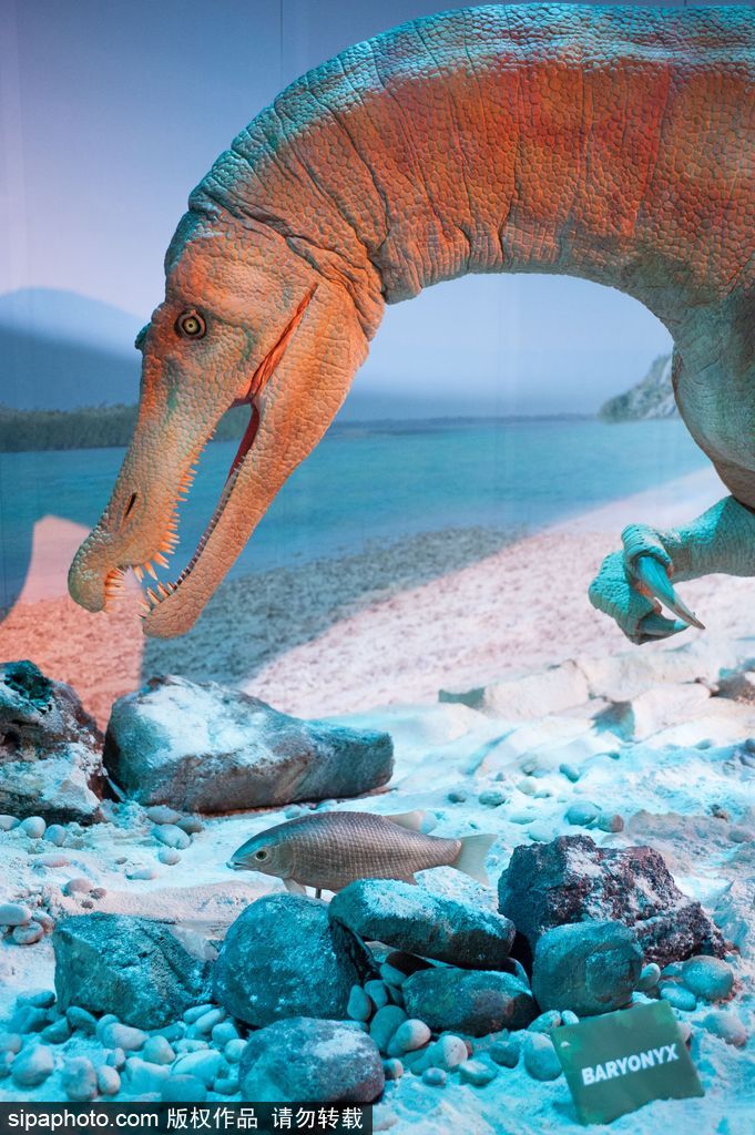 英國恐龍展超逼真 彷佛回到侏羅紀(jì)