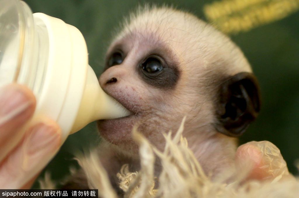 英國動物園刨腹產出生的猴寶寶 竟然長得像伏地魔