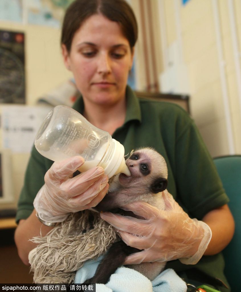 英國(guó)動(dòng)物園刨腹產(chǎn)出生的猴寶寶 竟然長(zhǎng)得像伏地魔