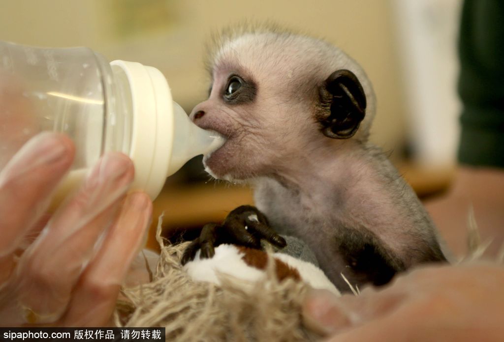 英國動物園刨腹產出生的猴寶寶 竟然長得像伏地魔