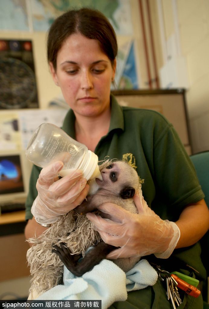 英國(guó)動(dòng)物園刨腹產(chǎn)出生的猴寶寶 竟然長(zhǎng)得像伏地魔