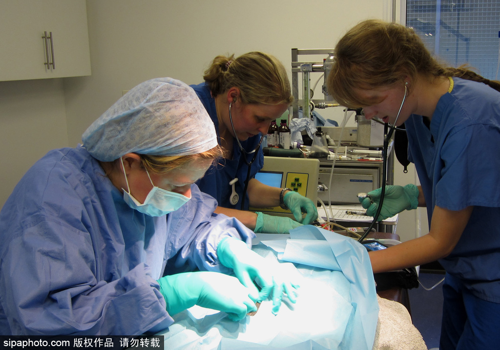 英國動(dòng)物園刨腹產(chǎn)出生的猴寶寶 竟然長得像伏地魔