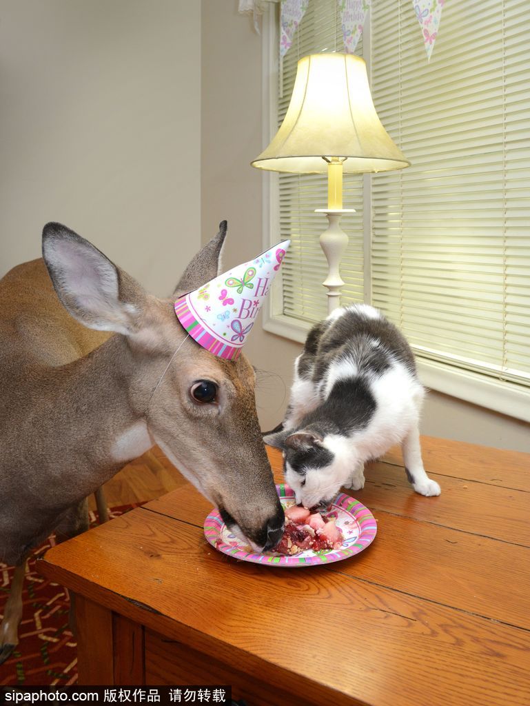 幸運(yùn)！美國(guó)“孤兒小鹿”失去親人后 在人類家庭迎來幸福生活