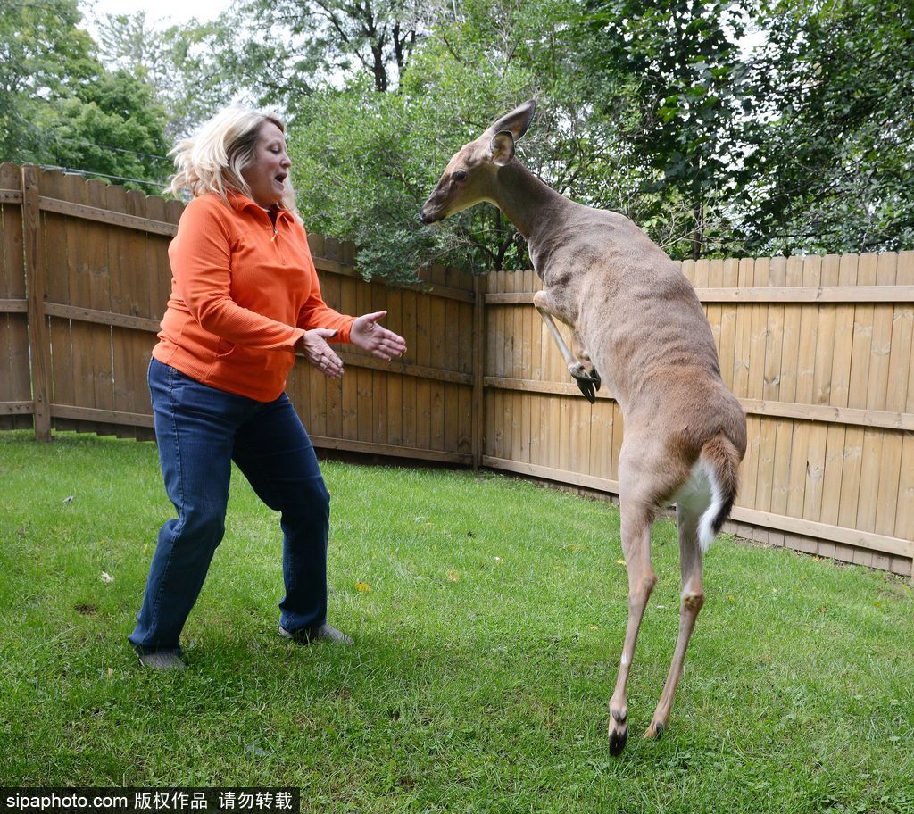 幸運(yùn)！美國(guó)“孤兒小鹿”失去親人后 在人類家庭迎來(lái)幸福生活