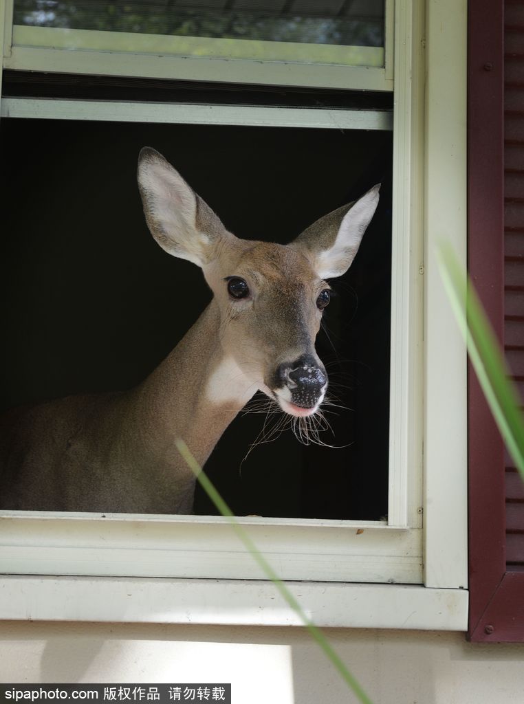 幸運！美國“孤兒小鹿”失去親人后 在人類家庭迎來幸福生活