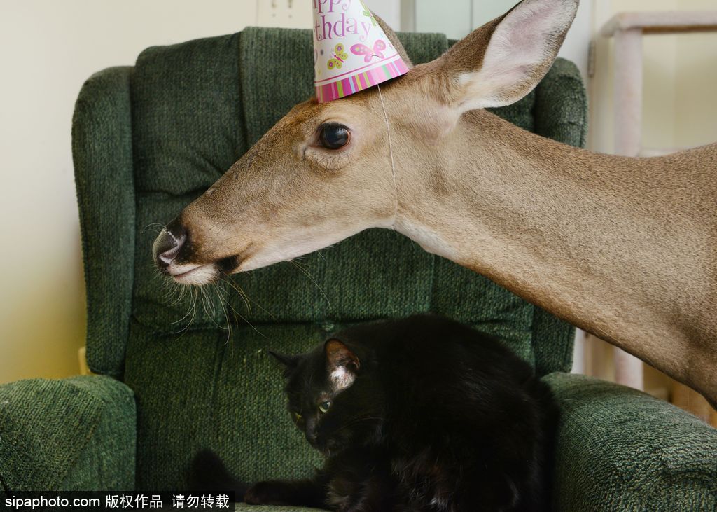 幸運！美國“孤兒小鹿”失去親人后 在人類家庭迎來幸福生活