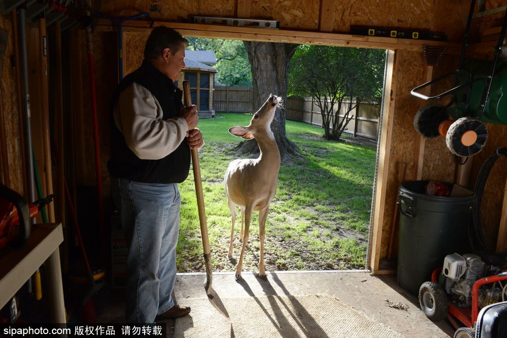 幸運(yùn)！美國“孤兒小鹿”失去親人后 在人類家庭迎來幸福生活