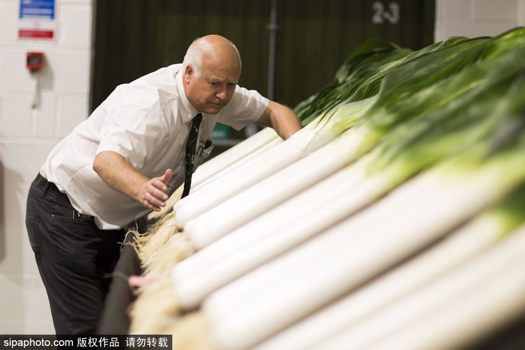 英國舉行“巨型蔬菜競(jìng)賽” 南瓜綠菜中“巨無霸”亮相驚呆路人