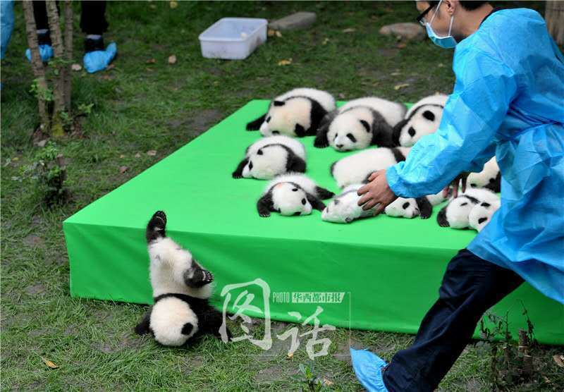 萌化了！成都23只熊貓寶寶集體亮相