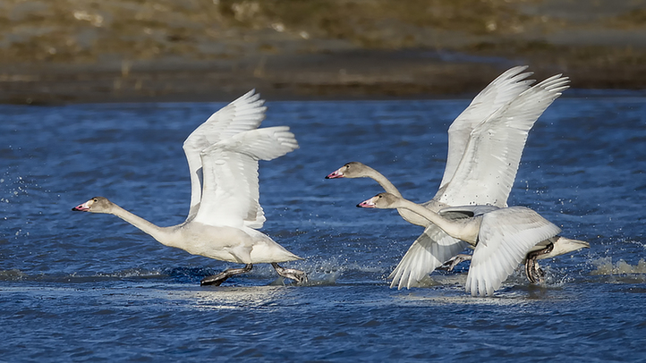 達里諾爾湖深秋百萬候鳥集結 場景美輪美奐