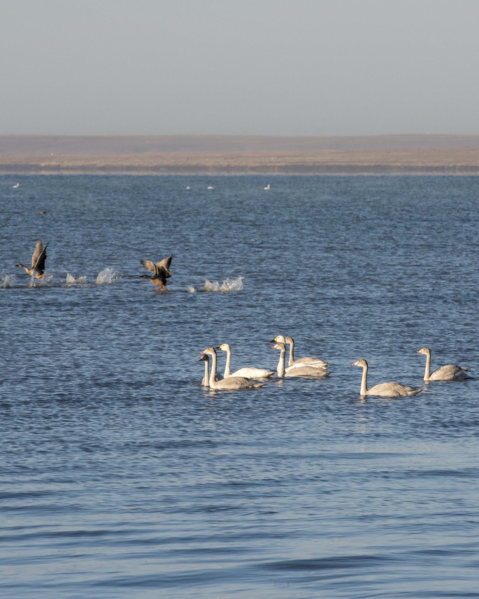 達里諾爾湖深秋百萬候鳥集結 場景美輪美奐