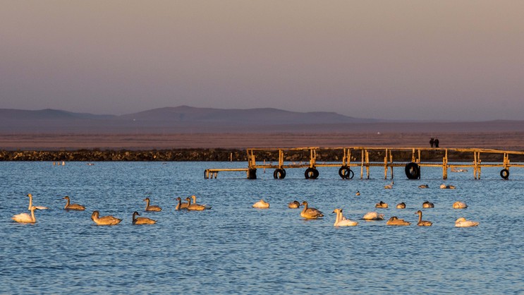 達(dá)里諾爾湖深秋百萬候鳥集結(jié) 場景美輪美奐