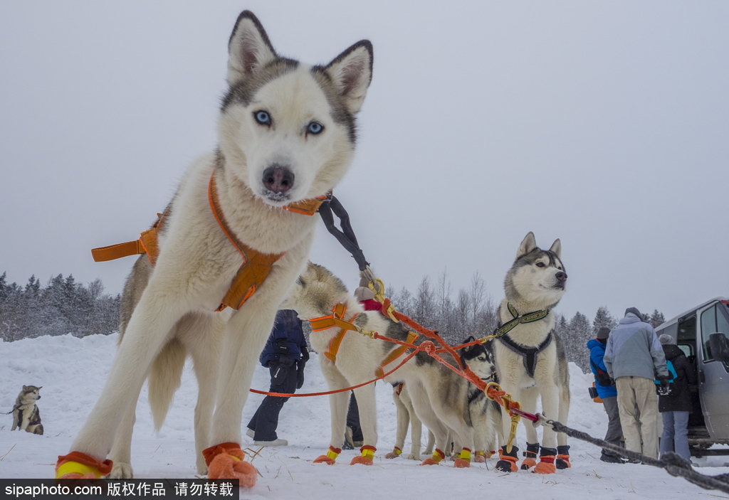哈士奇與人的不解奇緣 盤點“二哈”的奇妙世界
