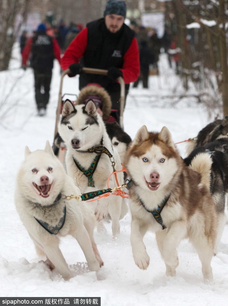 哈士奇與人的不解奇緣 盤點(diǎn)“二哈”的奇妙世界