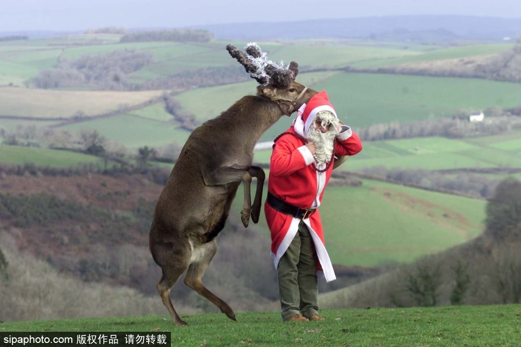 盤點動物圈的圣誕節 確定你們不是來賣萌的？