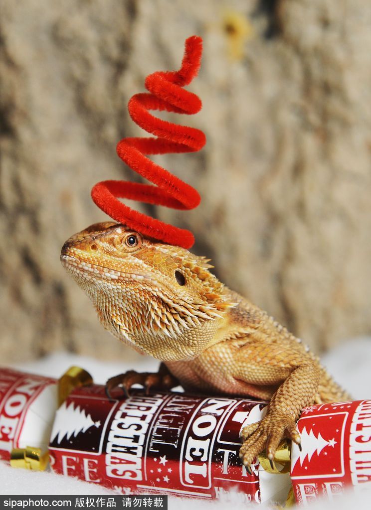 盤點動物圈的圣誕節 確定你們不是來賣萌的？