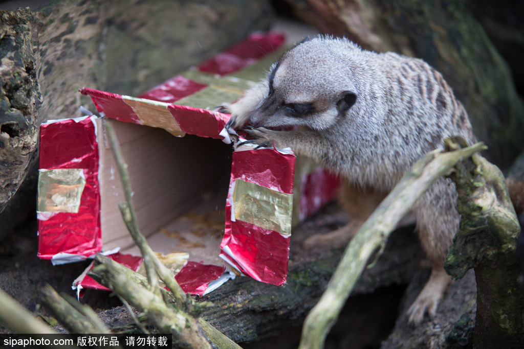 盤點動物圈的圣誕節 確定你們不是來賣萌的？
