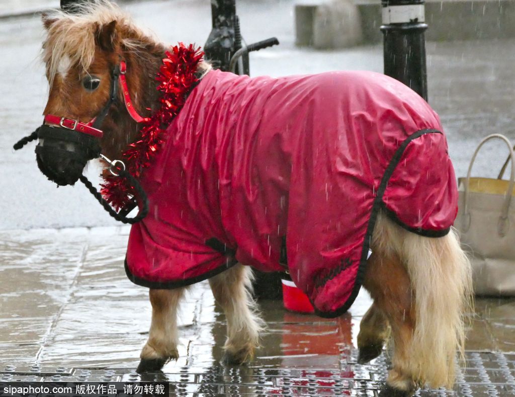 盤點動物圈的圣誕節 確定你們不是來賣萌的？