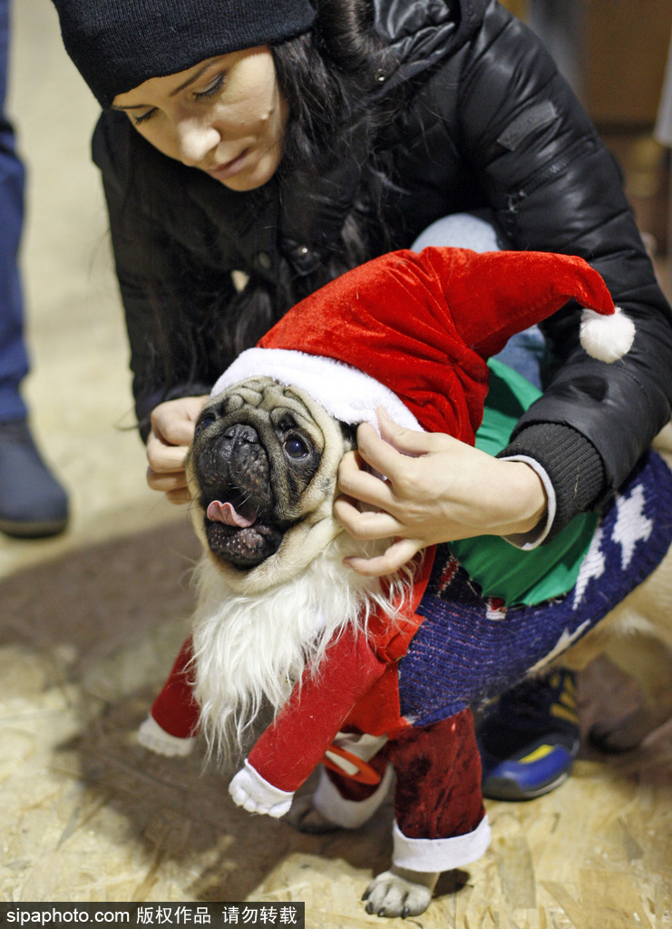 盤點動物圈的圣誕節 確定你們不是來賣萌的？