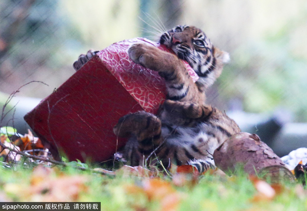 盤點動物圈的圣誕節 確定你們不是來賣萌的？
