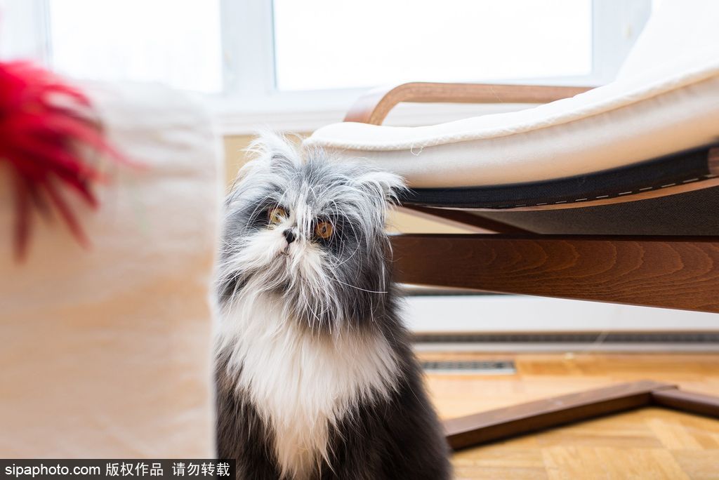 每只喵都是有故事的 貓界“網(wǎng)紅”呆萌瞬間