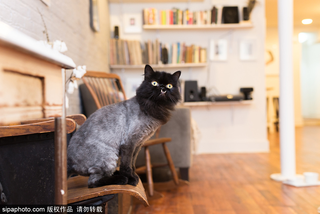 每只喵都是有故事的 貓界“網紅”呆萌瞬間