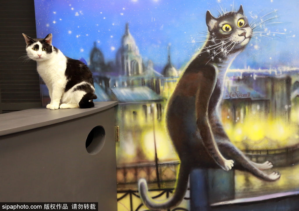 探訪歐洲最大的貓咖啡館——俄羅斯圣彼得堡貓咪共和國咖啡廳
