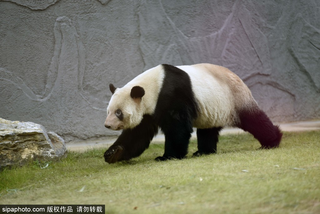 江蘇動物園國寶大熊貓首次對外開放 吸引數(shù)萬游客圍觀