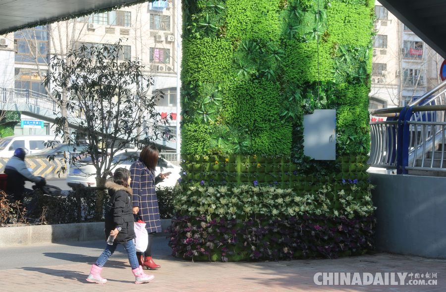 合肥“最美”過街天橋 生機盎然引人駐足
