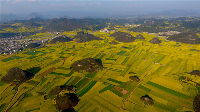 看!云南羅平80萬畝油菜花競(jìng)相怒放