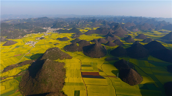 看！云南羅平80萬畝油菜花競相怒放