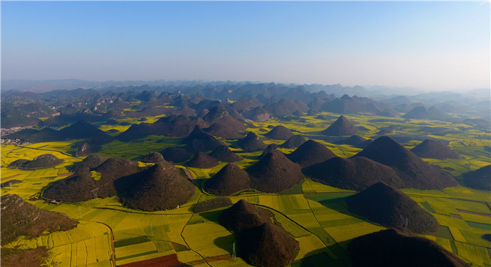 看！云南羅平80萬畝油菜花競(jìng)相怒放