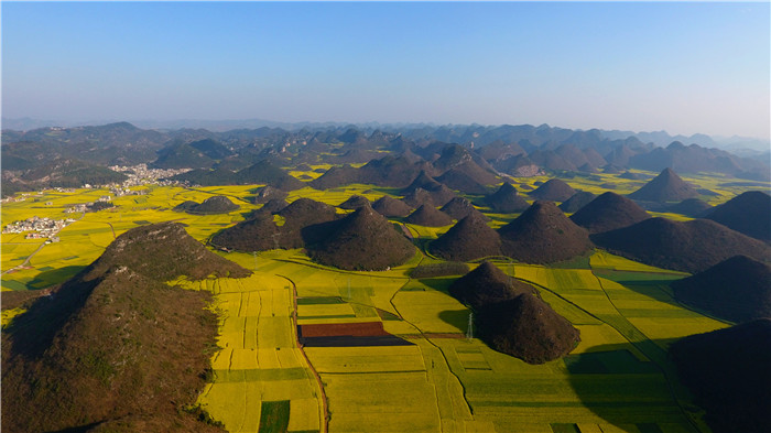 看！云南羅平80萬畝油菜花競相怒放