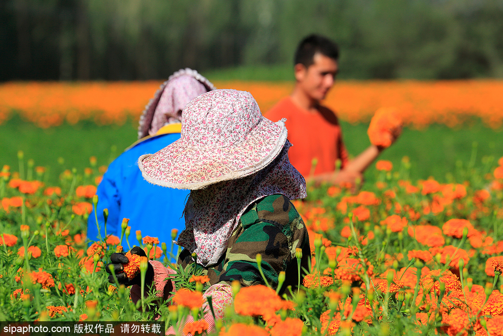 春回大地草木萌動 盤點那些農田光景返樸歸真