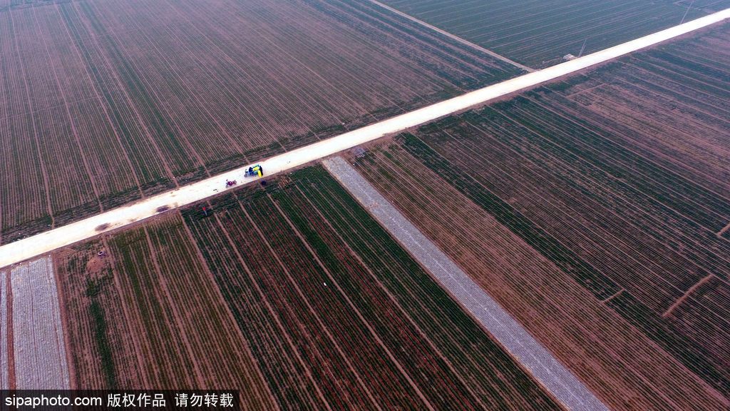 春回大地草木萌動(dòng) 盤點(diǎn)那些農(nóng)田光景返樸歸真